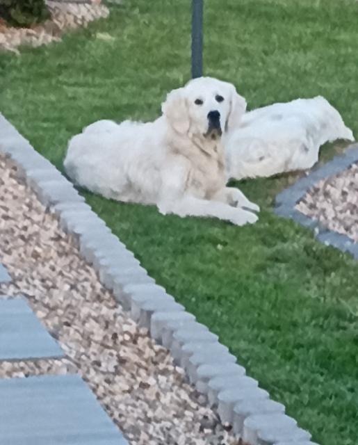 Golden Retriever Deckrüde  - Deckanzeigen - Born 