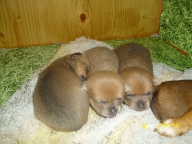 Chihuhahuawelpen - Rassehunde Chihuahua - 4502 st. marien 