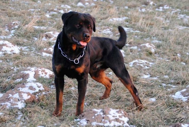 Schmuserotti sucht neue Familie zum lieb haben - Rassehunde Rottweiler - Schwalmstadt