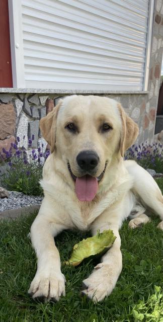 (Charly) Golden Retriever sucht Hündin zum decken  - Deckanzeigen - Schönbrunn 