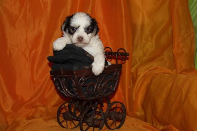 Schön Bolonka Zwetna Welpen - Rassehunde Bolonka Zwetna - Meppen