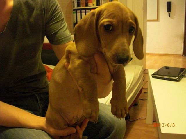 Wunderschöne Dackel Babys suchen liebevolles Zuhause  - Rassehunde Dackel - Wuppertal