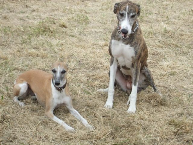 Nienhagen bei Celle Hundetreff - Mischlinge - Nienhagen