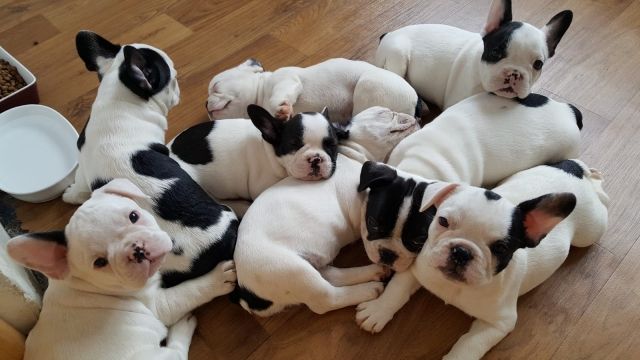 Französische Bulldogge Welpen. - Rassehunde Franzoesische Bulldogge - Mainz