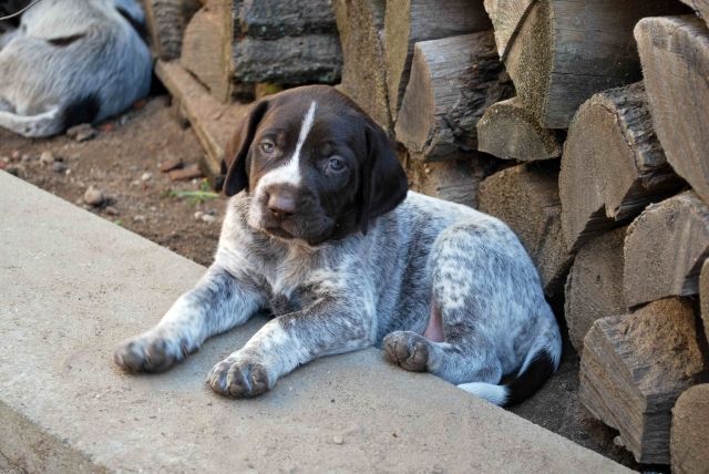Acht Wochen alte Welpen suchen ein liebevolles Zuhause - Rassehunde Deutsch Drahthaar - Holzdorf
