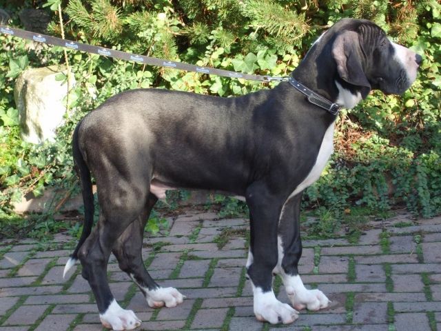 Deutsche Doggen Welpen schwarz - Rassehunde Dogge - Weidhausen