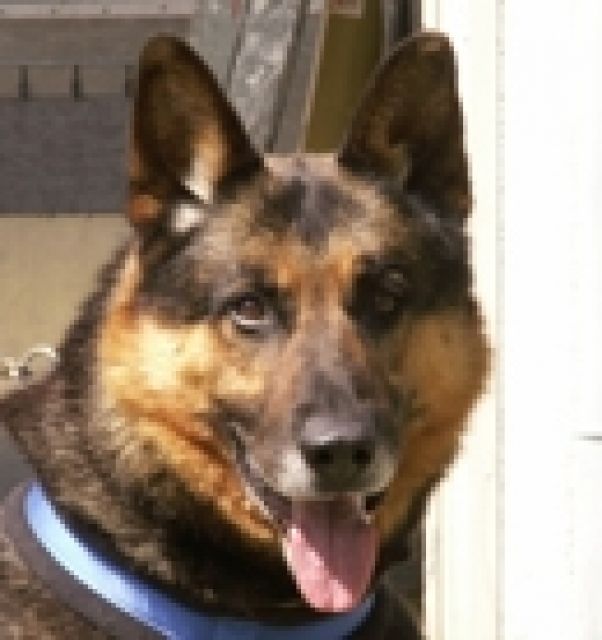 Bello braucht erfahrene + geduldige Menschen, Kinder auch ok - Rassehunde Schaeferhund - Ludwigshafen