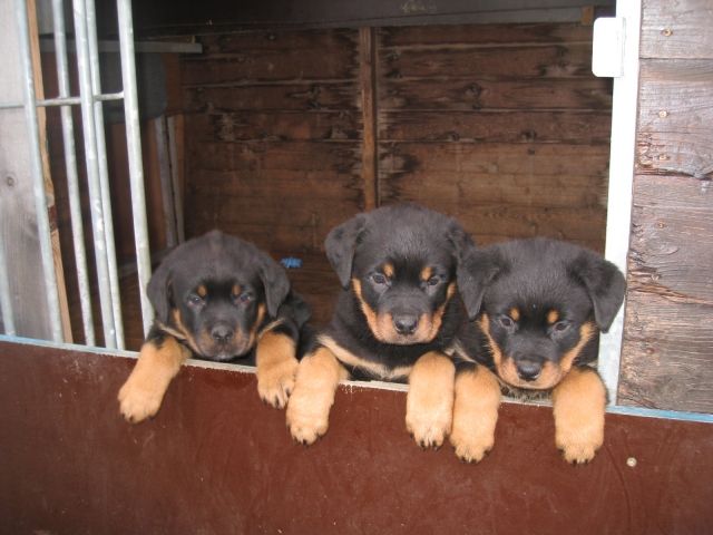 Welpen über Jumbo vom Kümmelsee abzugeben - Rassehunde Rottweiler - Teichwolframsdorf