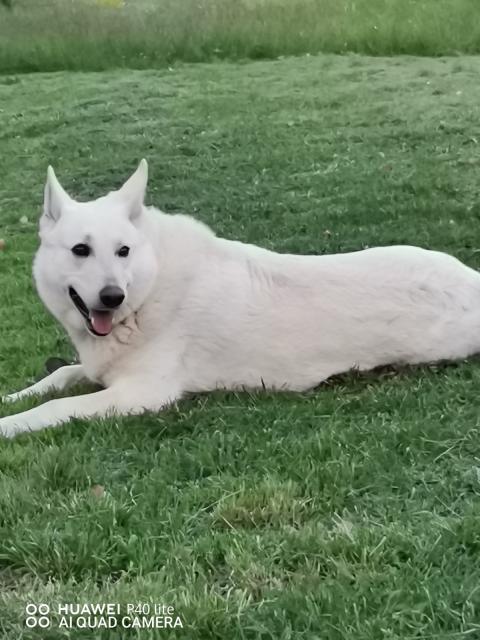 Schweizer Schäferhund Welpen - Rassehunde Weisser Schweizer Schaeferhund - Pazin