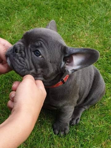  Schöne Schwarz Französische Bulldoggen Welpe - Rassehunde Bulldog - Mainz