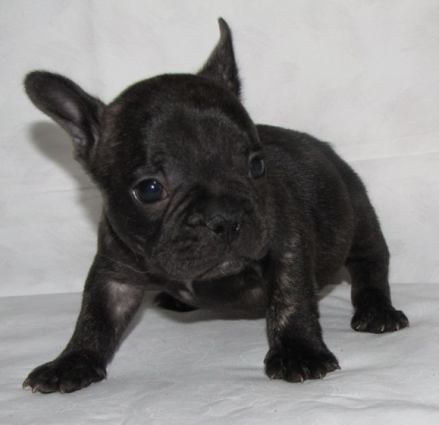 French Bulldoggen - Rassehunde Franzoesische Bulldogge - Ulrichstein