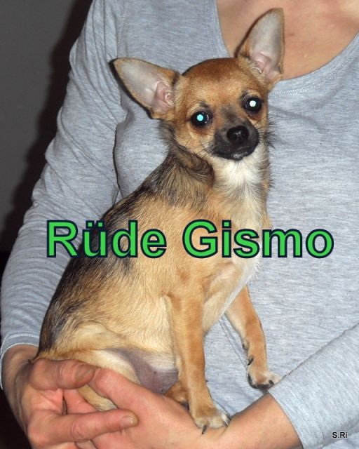 Unsere Rüden Gismo suchen noch eine Familie - Rassehunde Chihuahua - Willebadessen