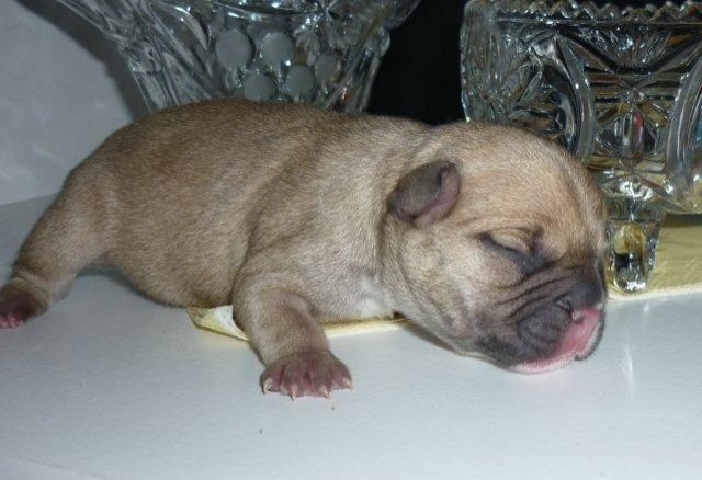 Französische Bulldoggen Welpen zu Anfang Januar mit Papieren - Rassehunde Franzoesische Bulldogge - frankfurt