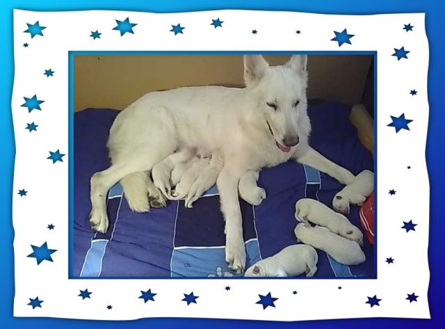 Weiße Schäferhund Welpen geb am 22.04.2011 - Rassehunde Weisser Schweizer Schaeferhund - Guntersblum