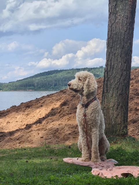 Deckrüde Großpudel/Königspudel - Deckanzeigen - Crailsheim