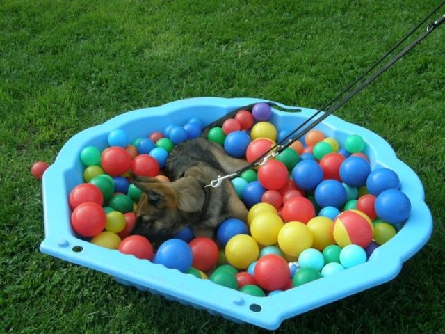 Timo s Hundeschule - Hundeschulen - Herne