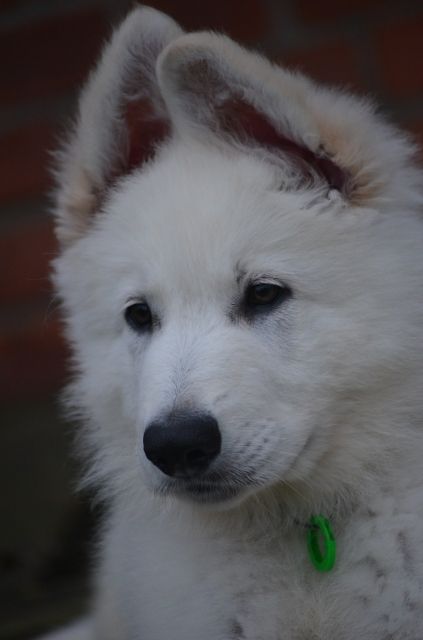 Weiße Schäferhund Welpen langhaar mit Papieren - Rassehunde Weisser Schweizer Schaeferhund - Verden