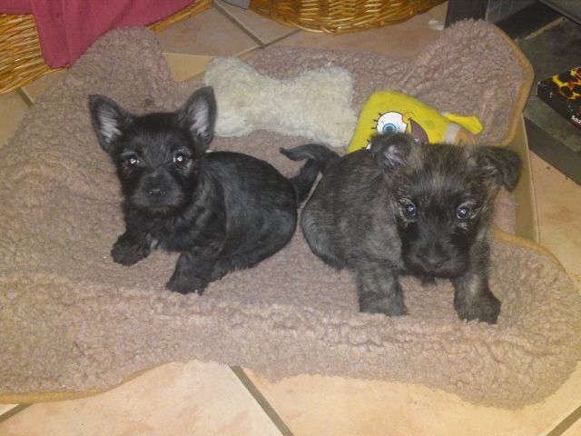 Cairn Terrier - Rassehunde Terrier - Wolfhagen