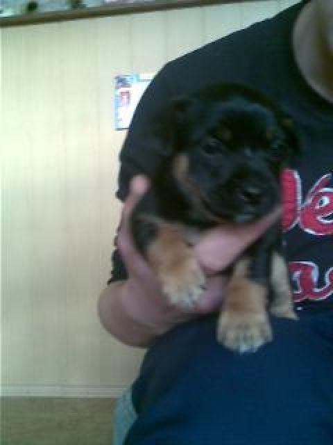 *** ZUCKERSÜSSE CHIHUAHUA WELPEN *** - Rassehunde Chihuahua - Göttingen 