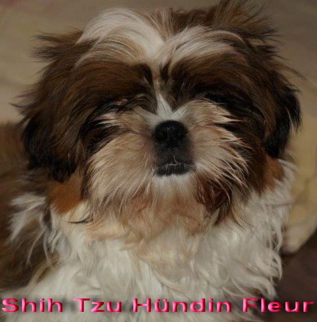 Shih Tzu Welpen, fertig geimpft, gesund inkl Ahnentafel - Rassehunde Shih Tzu - Frankfurt