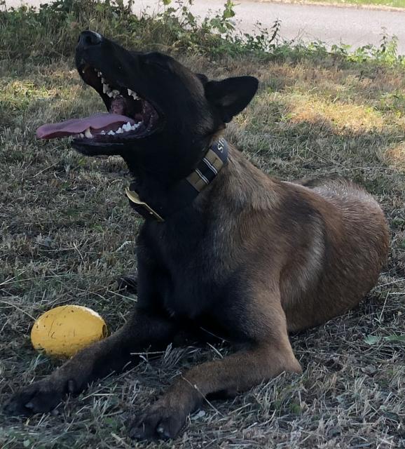 Deckrüde Malinois ( Kein Verkauf ) - Deckanzeigen - Steinau an der Straße