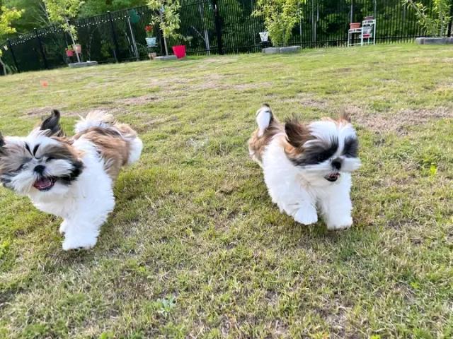 Schön kleinen Shih Tzu Welpen - Rassehunde Shih Tzu - Stuttgart