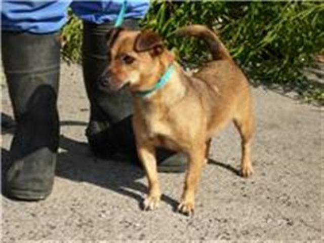 TABEA - sie will nicht sterben - Mischlinge - Hagen 