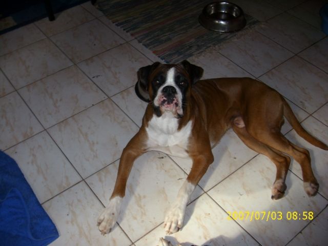 Boxer Deckrüde - Deckanzeigen - mülheim a.d.ruhr