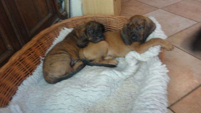 Reinrassige Schweißhundewelpen mit Papieren abzugeben - Rassehunde Bayerischer Gebirgsschweisshund - Niederneisen