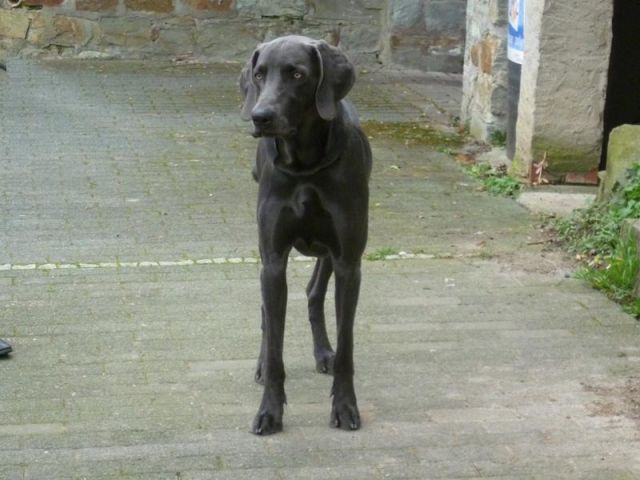 Blauer Weimaraner Samy 15 Monate - Rassehunde Weimaraner - Wiesbaden