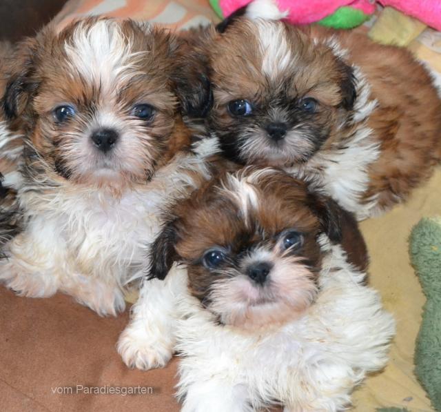  Shih Tzu Babys - Rassehunde Shih Tzu - Feldatal