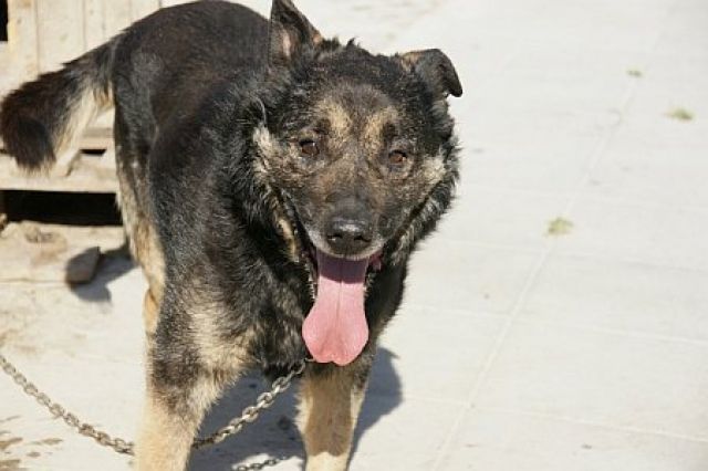 Szronik hat in Polen keine Chance- Alt gegen Jung- er verliert - Rassehunde Schaeferhund - Heidelberg