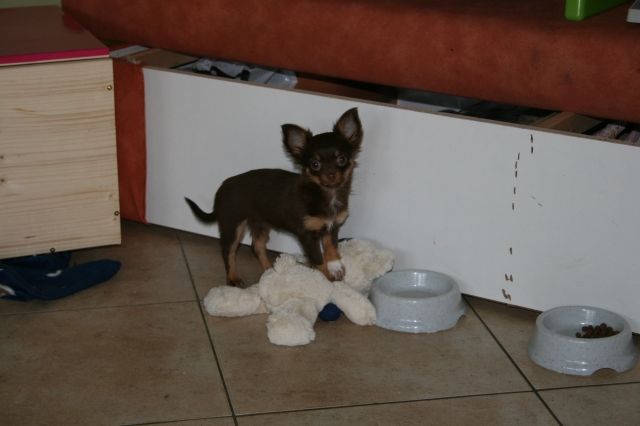 4 mon. alte Chihuahua LH Hündin choco and tan - Rassehunde Chihuahua - Doberschütz