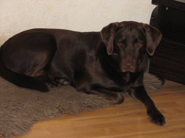 Hundesitting - Hundesitter - Hamburg