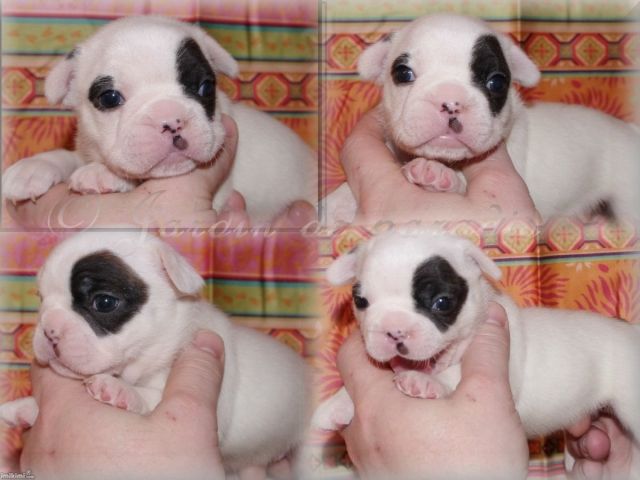 TOP Französische Bulldoggen Welpen aus guter Verpaarung - Rassehunde Franzoesische Bulldogge - Frankfurt