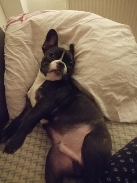 Louis sucht neues Zuhause - Rassehunde Franzoesische Bulldogge - Bedburg