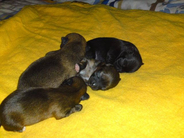 Chihuahua Welpen - Rassehunde Chihuahua - Neubrandenburg