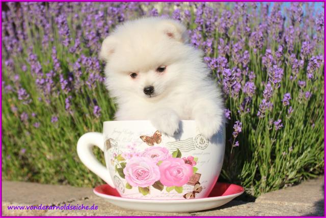 Pomeranianrüdenwelpe weiß,06331258619 - Rassehunde Spitz - Rodalben