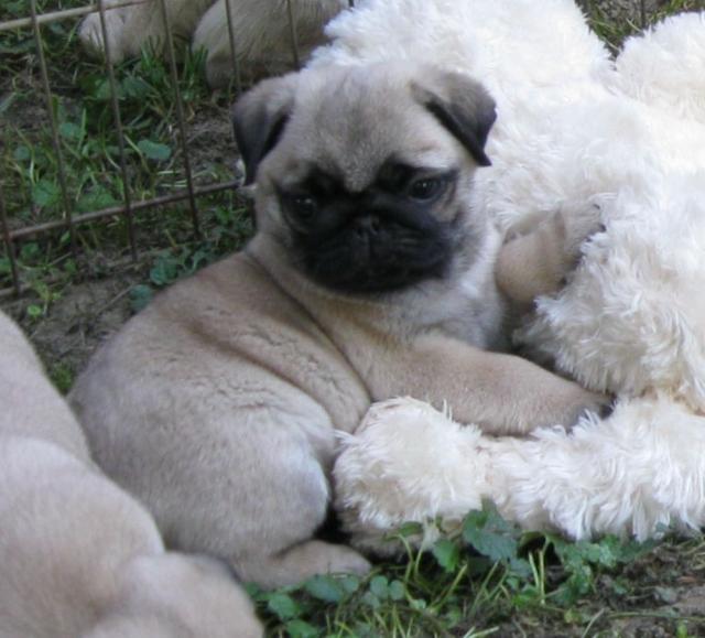 Liebevoller Mops Welpen für Ihre wunderbare Familie - Rassehunde Mops - Ferdinandshof
