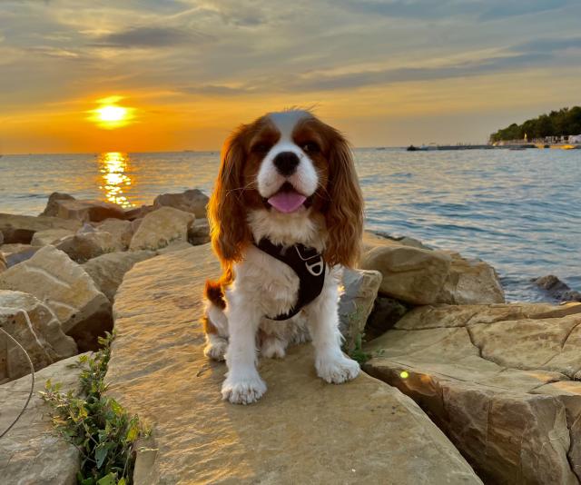  Cavalier Kings Charles Spaniel (Deckrüde) - Rassehunde Spaniel - Göttingen