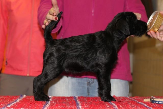 Mittelschnauzer-Welpe-Rüde sucht neue Familie - Rassehunde Riesenschnauzer - Gunzen