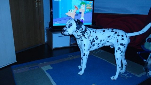 Super süsse Hundebabys  - Mischlinge - dessau