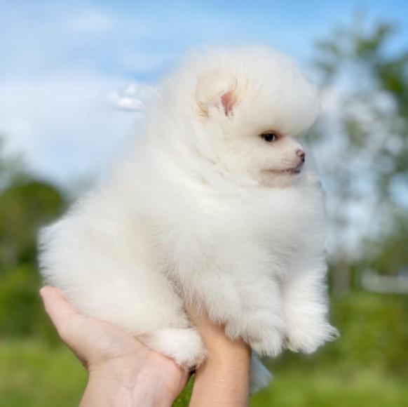 Liebevoller Pomeranian Zwergspitz Welpe - Rassehunde Spitz - Bremen