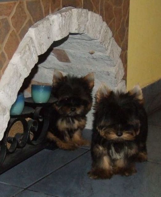 Yorkshire Terrier - Rassehunde Terrier - Wien