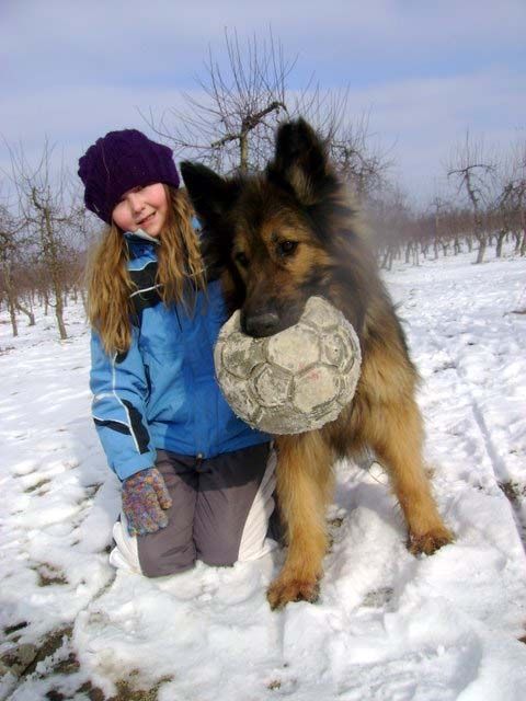 Gotyk sucht Gnadenplatz - POLEN - Rassehunde Schaeferhund - Heidelberg