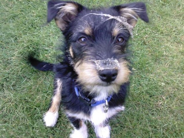 CHIHUHUA MISCHLINGS RÜDE SUCHT WEIBCHEN ZUM DECKEN!!! - Deckanzeigen - Burgwedel