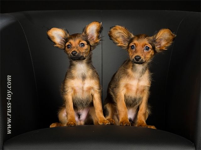 Kein Chihuahua - Russkiy Toy Welpen! - Rassehunde Chihuahua - Bonn