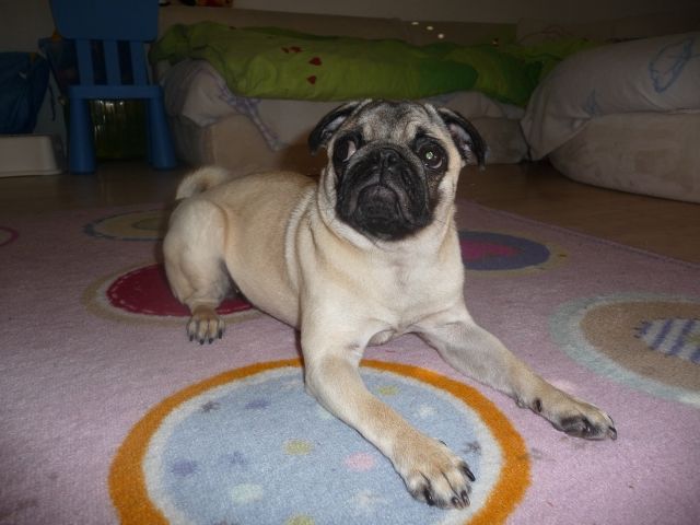 Suche Mopsmännchen zum DECKEN - Deckanzeigen - Münster