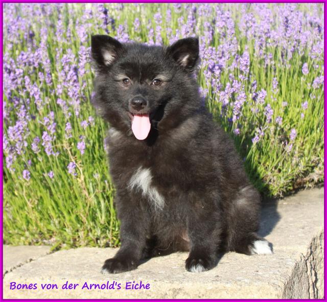 Großspitzhündinnenwelpen schwarz - Rassehunde Spitz - Rodalben