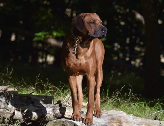 Ridgefester Rhodesian Ridgeback Deckrüde in sattem dark red wheaten sucht Damenk - Deckanzeigen - Erfurt 